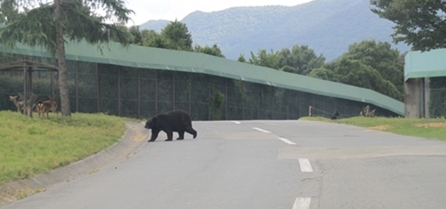 群馬県で車を運転してたら【 熊 】に遭遇しました